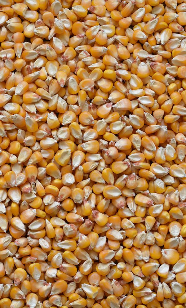 Pakistan Yellow Maize