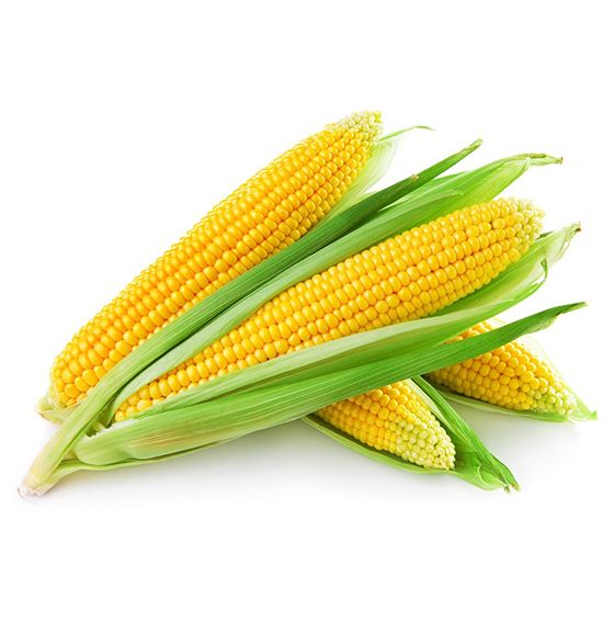 Pakistan Yellow Maize